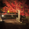 カエデライトアップ