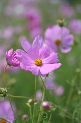コスモス