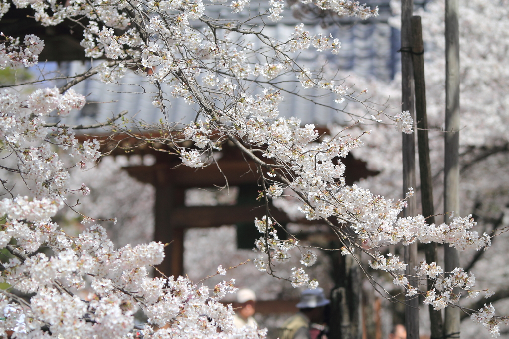 実相寺境内の桜