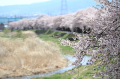 横河川の桜並木