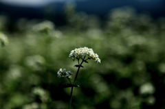 そばの花