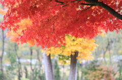 河口湖畔周辺の紅葉
