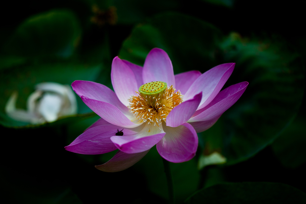 有賀古代蓮