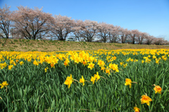 上川河川敷のスイセンと桜