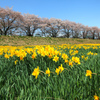 上川河川敷のスイセンと桜