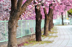 塚間川の八重桜