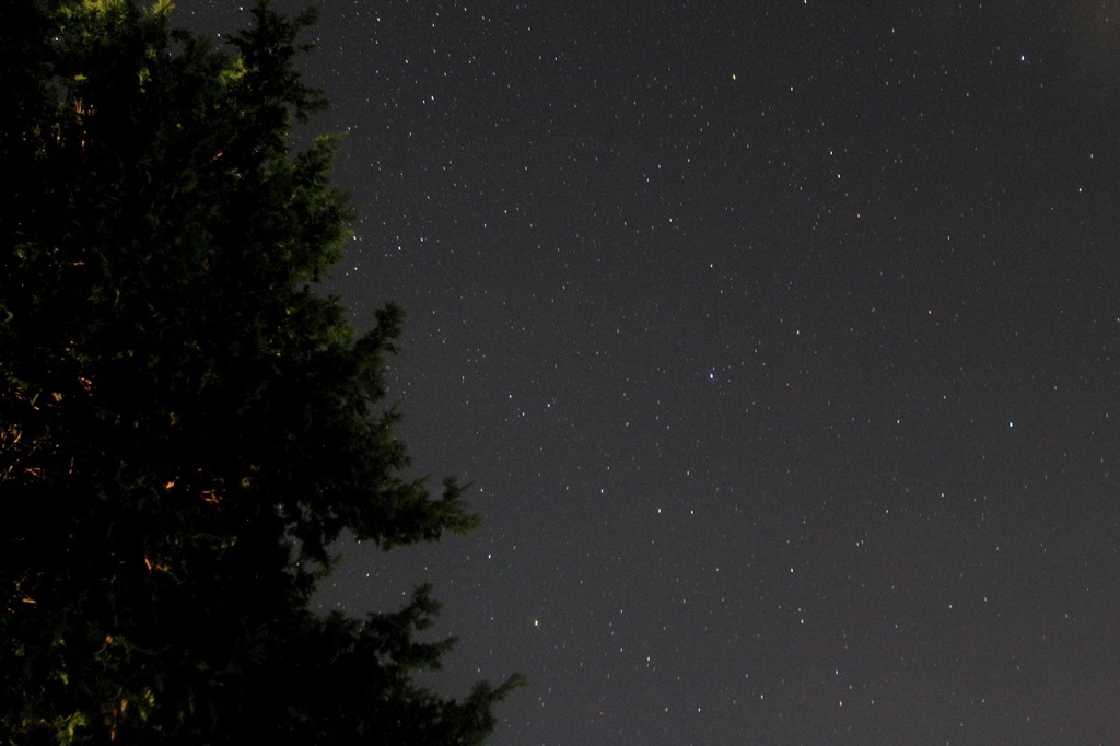 木と星空