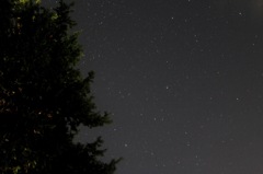 木と星空