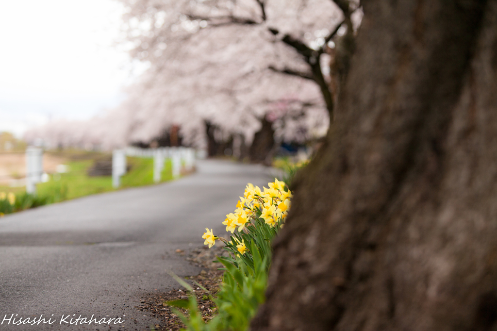 スイセンと桜木