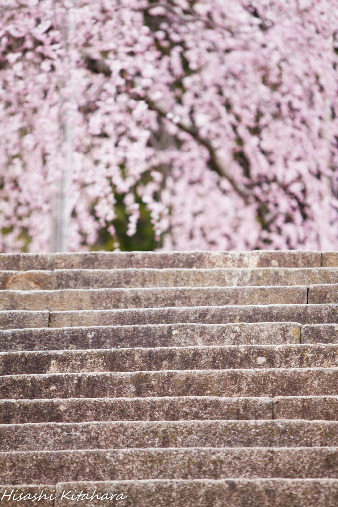 石段の上の桜