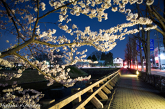 お城周りの桜並木②