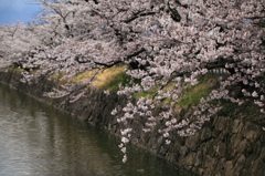 松本城外堀 の桜並木