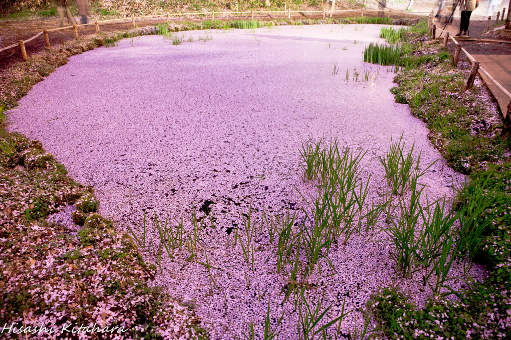 池一面の花びら