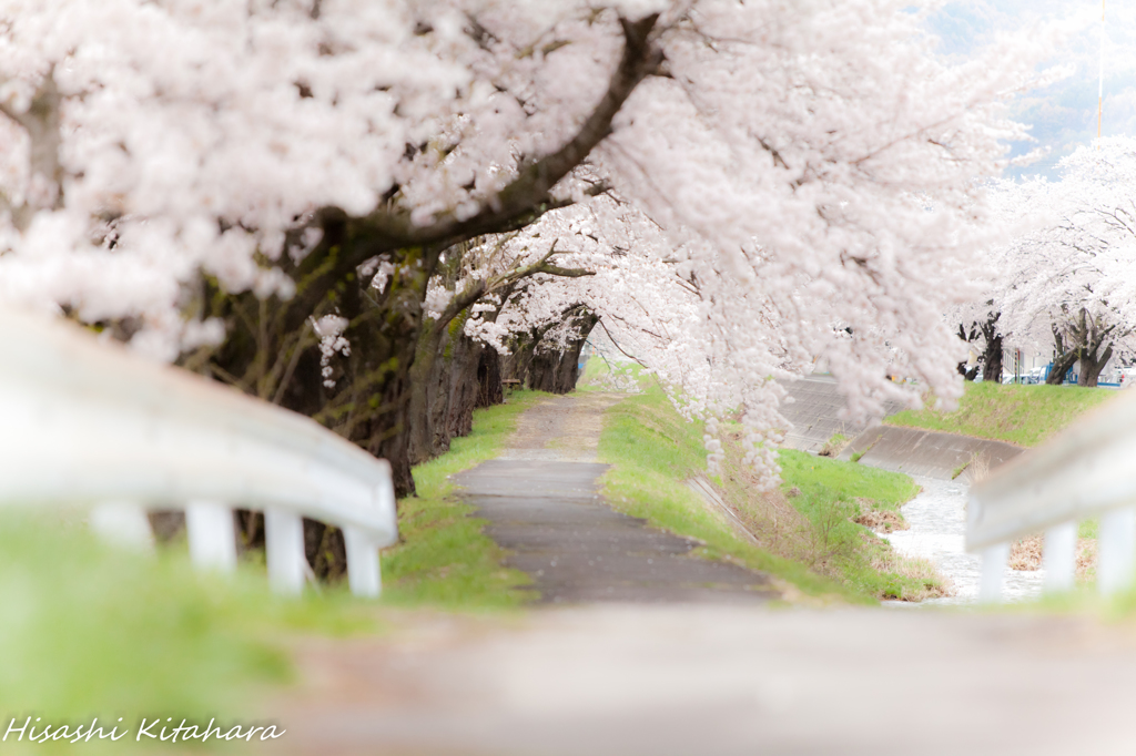 横河川桜並木⑤