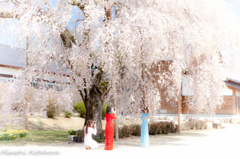 桜と民族衣装
