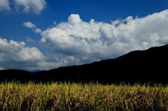 青空と田んぼ