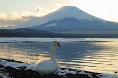 白鳥と富士山