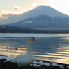 白鳥と富士山