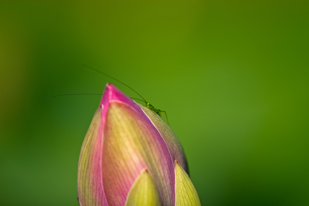 蕾の影に隠れる虫
