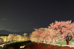 横河川の桜並木ライトアップ