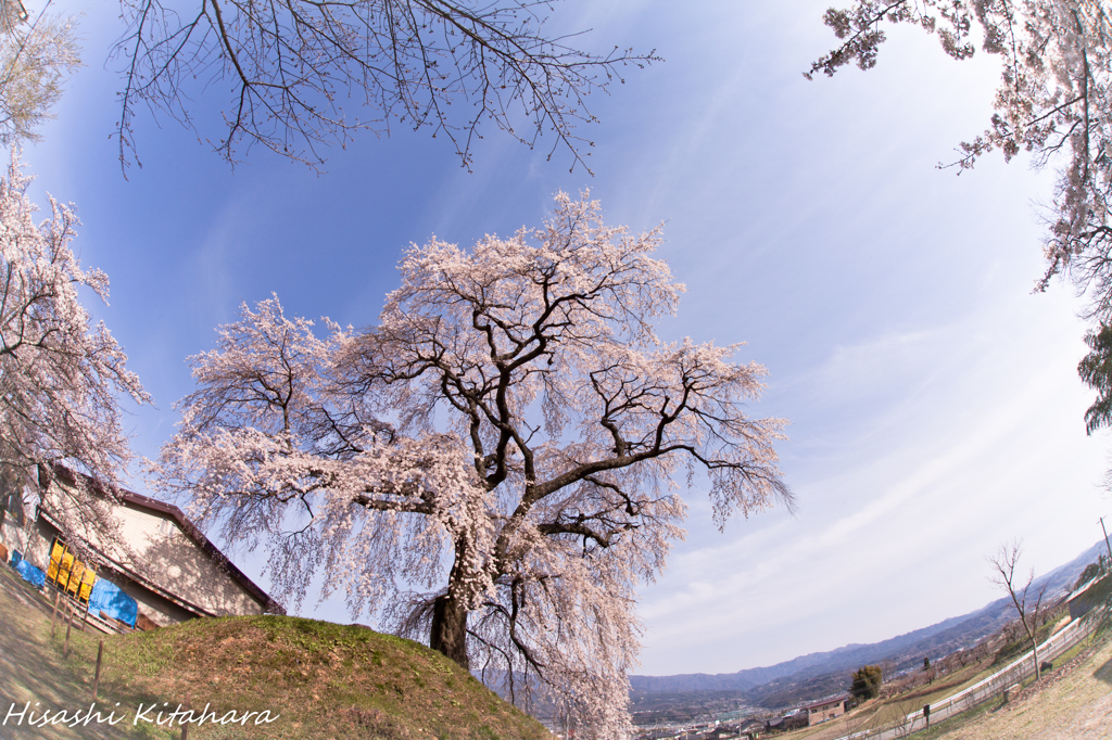 麻績の里 石塚桜①
