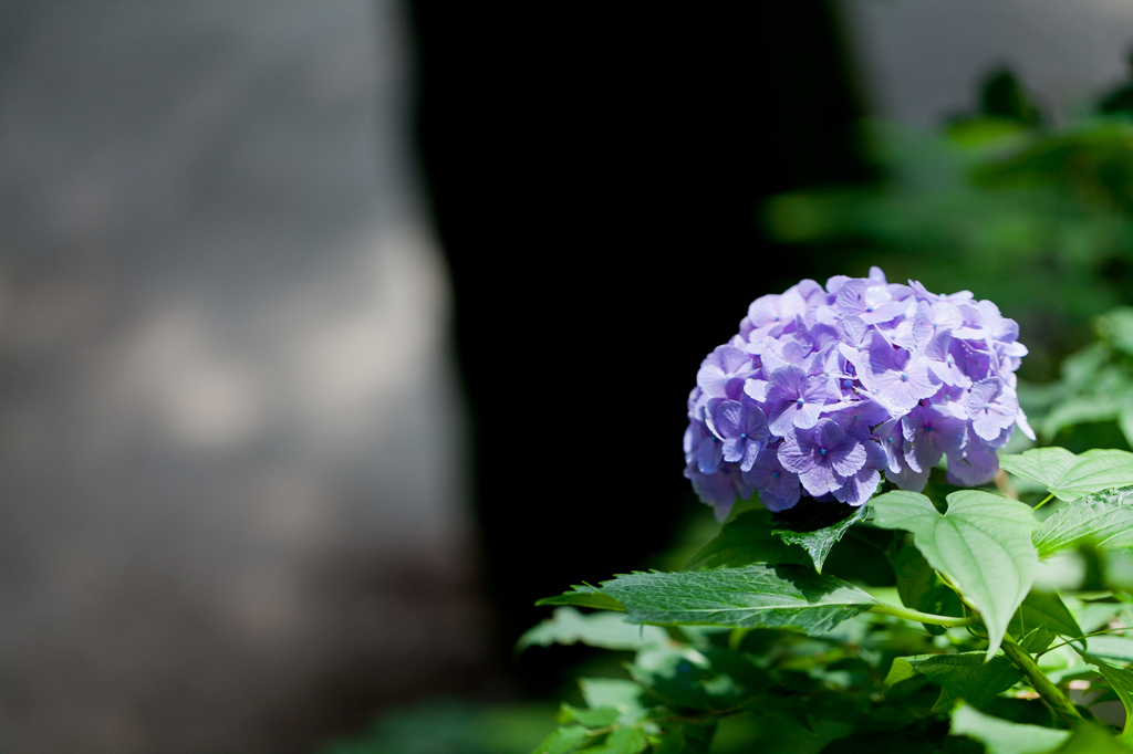 紫陽花