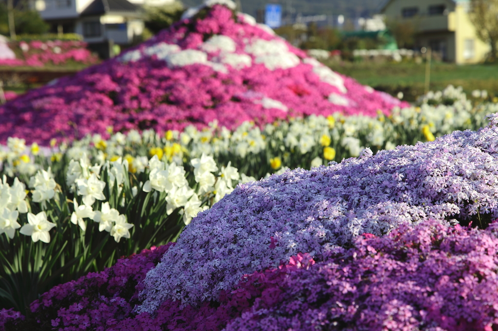 芝桜とスイセン