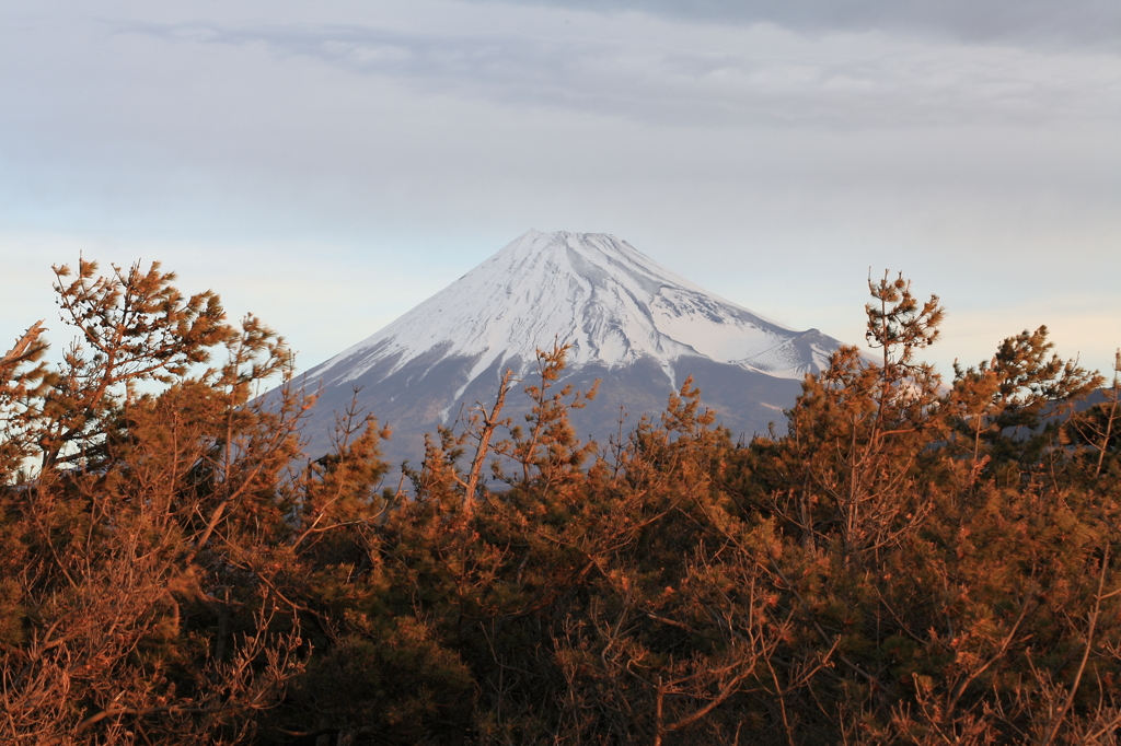 樹々と富士山