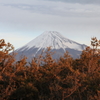 樹々と富士山