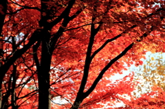 紅葉