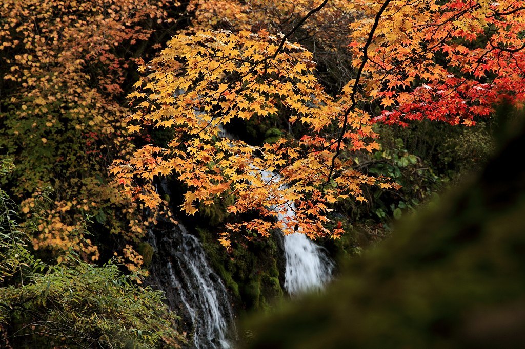 紅葉と滝