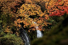 紅葉と滝