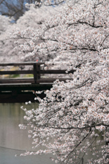 桟橋と桜