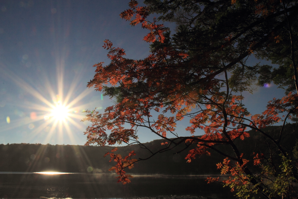 太陽と紅葉