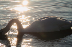 湖面の輝きと白鳥