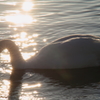 湖面の輝きと白鳥