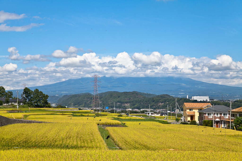 田んぼとトンボ