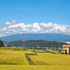 田んぼとトンボ