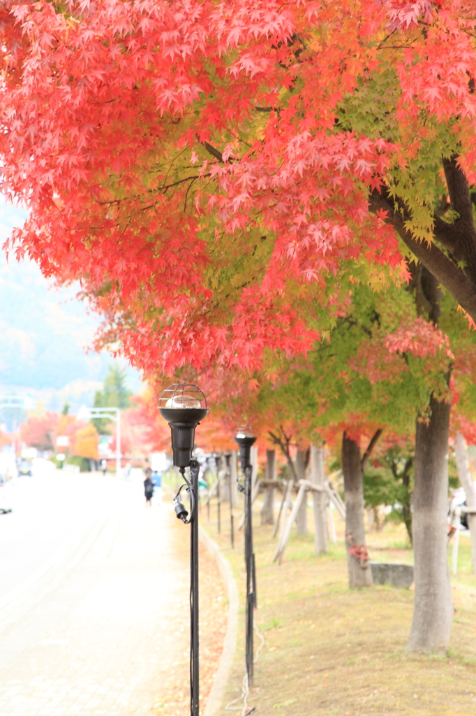 河口湖畔周辺の紅葉