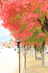 河口湖畔周辺の紅葉