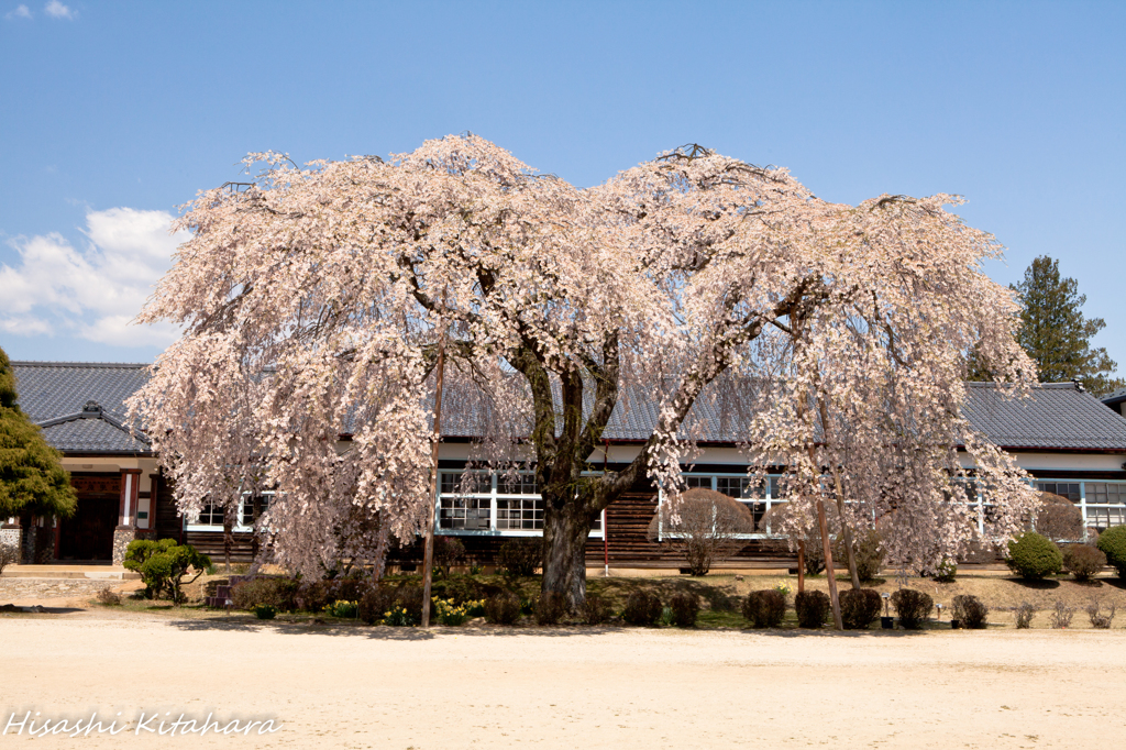 杵原学校の桜木