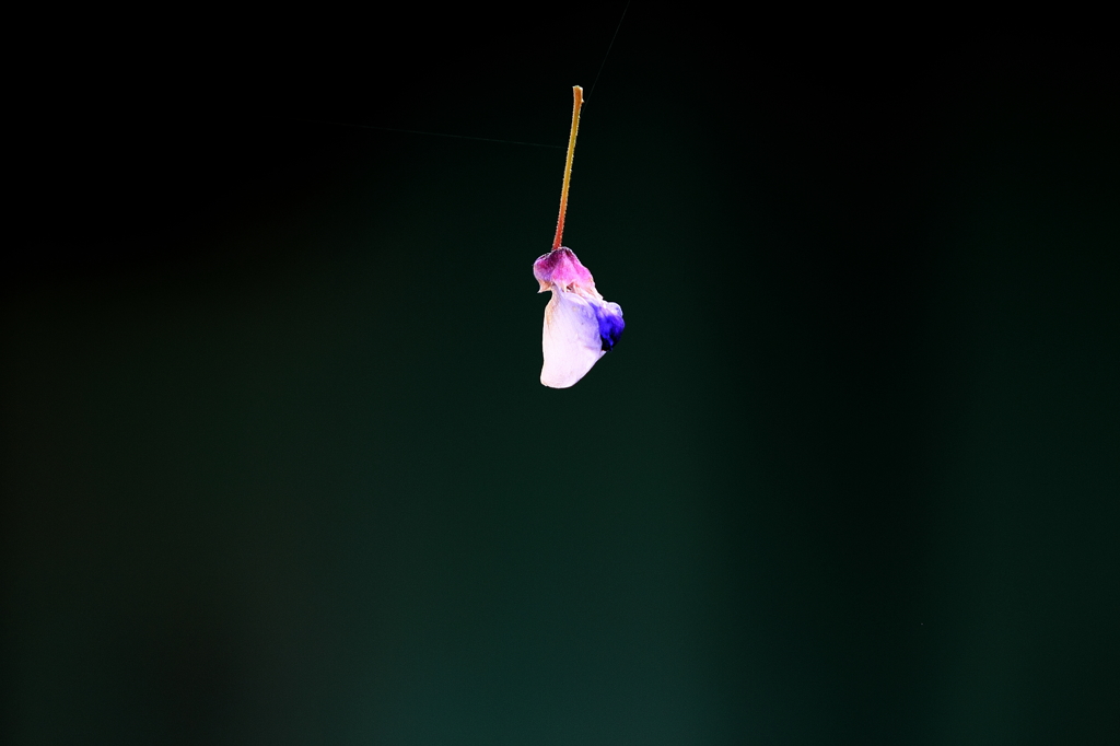 藤の花びら