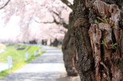 横河川の桜並木・・・木には新しい芽吹き