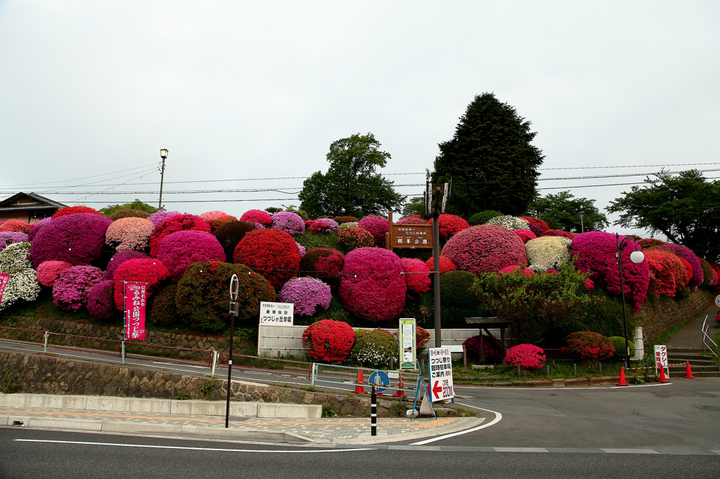 鶴峰公園のツツジ　