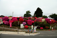 鶴峰公園のツツジ　