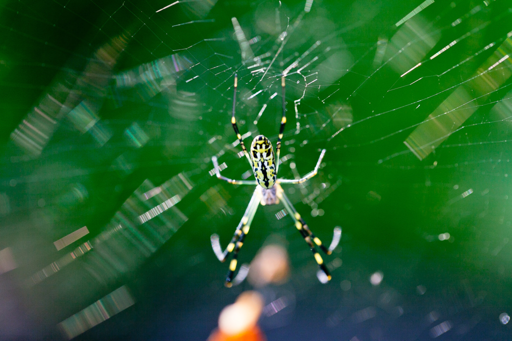 蜘蛛