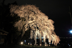 船魂神社の桜　ライトアップ
