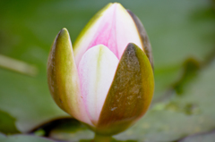 開花寸前