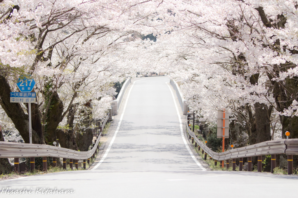 桜トンネル①