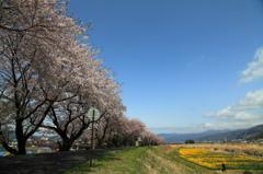 上川バイパスの桜とスイセン